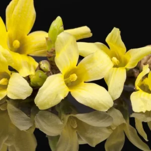 Forsythia Lynwood Gold Shrub - Fast Growing Hedge - 8 to 10