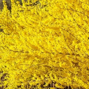 Forsythia Lynwood Gold Shrub - Fast Growing Hedge - 8 to 10