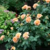 Fragrant Rose Bush - 4" Pot - Sunset Orange Flowers - Landscape Rose
