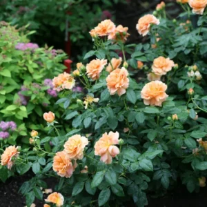 Fragrant Rose Bush - 4