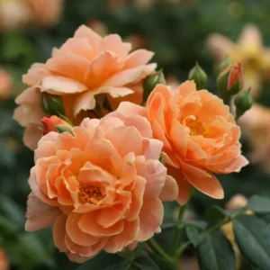 Fragrant Rose Bush - 4" Pot - Sunset Orange Flowers - Landscape Rose
