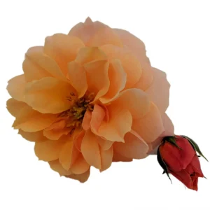 Fragrant Rose Bush - 4