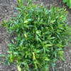 Frostproof Jasmine Plant Double White - 5-7 Inch Gardenia Jasminoides