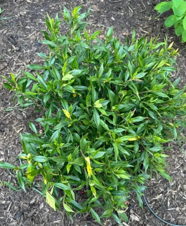 Frostproof Jasmine Plant Double White - 5-7 Inch Gardenia Jasminoides