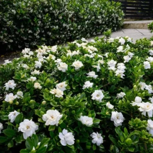 Frostproof Jasmine Plant Double White - 5-7 Inch Gardenia Jasminoides