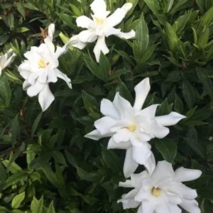 Frostproof Jasmine Plant Double White - 5-7 Inch Gardenia Jasminoides