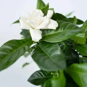 Frostproof Jasmine Plant Double White - 5-7 Inch Gardenia Jasminoides
