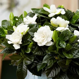 Frostproof Jasmine Plant Double White - 5-7 Inch Gardenia Jasminoides