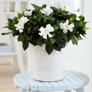 Frostproof Jasmine Plant Double White - 5-7 Inch Gardenia Jasminoides