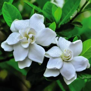 Frostproof Jasmine Plant Double White - 5-7 Inch Gardenia Jasminoides