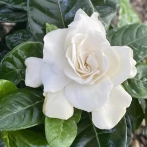 Frostproof Jasmine Plant Double White - 5-7 Inch Gardenia Jasminoides