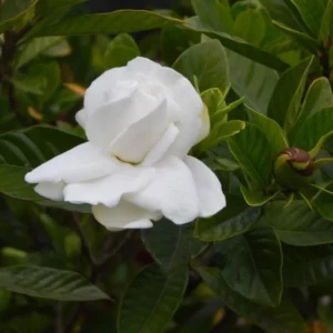 Frostproof Jasmine Plant Double White - 5-7 Inch Gardenia Jasminoides