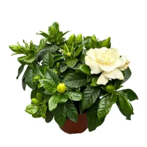 Frostproof Jasmine Plant Double White - 5-7 Inch Gardenia Jasminoides