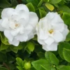 Gardenia Veitchii Plant 4-Pack 2 inch Pots Fragrant Blooms