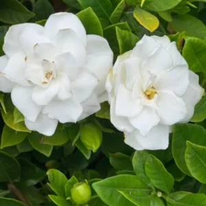 Gardenia Veitchii Plant 4-Pack 2 inch Pots Fragrant Blooms