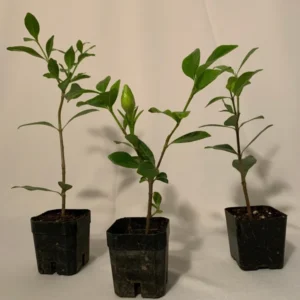 Gardenia Veitchii Plant 4-Pack 2 inch Pots Fragrant Blooms