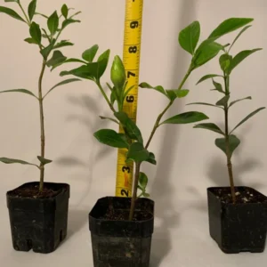 Gardenia Veitchii Plant 4-Pack 2 inch Pots Fragrant Blooms