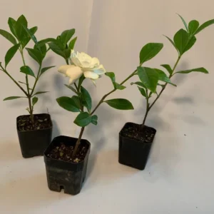 Gardenia Veitchii Plant 4-Pack 2 inch Pots Fragrant Blooms