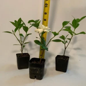 Gardenia Veitchii Plant 4-Pack 2 inch Pots Fragrant Blooms