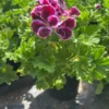 Geranium Plant Elegance Imperial - Live Plant 1 Ft Tall - 6 Inch Pot