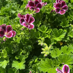 Geranium Plant Elegance Imperial - Live Plant 1 Ft Tall - 6 Inch Pot