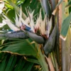 Giant White Bird of Paradise Plant 2pk - 3 Inch Strelitzia Nicolai Tropical