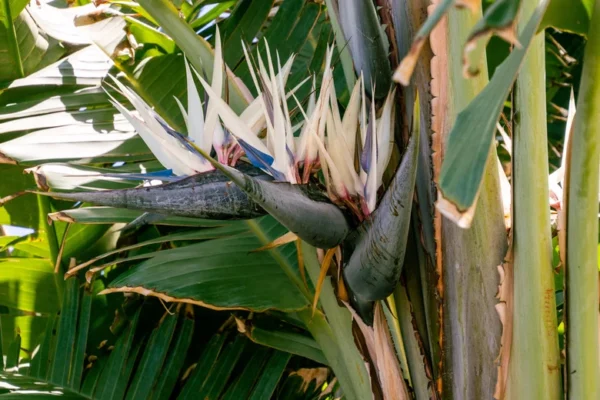 Giant White Bird of Paradise Plant 2pk - 3 Inch Strelitzia Nicolai Tropical