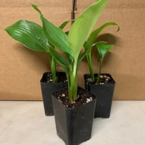 Giant White Bird of Paradise Plant 2pk - 3 Inch Strelitzia Nicolai Tropical