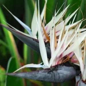 Giant White Bird of Paradise Plant 6-Pack - 3 Inch Strelitzia Nicolai Tropical Plant