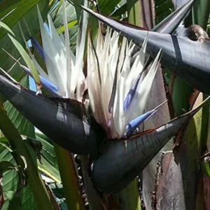 Giant White Bird of Paradise Plant 6-Pack - 3 Inch Strelitzia Nicolai Tropical Plant