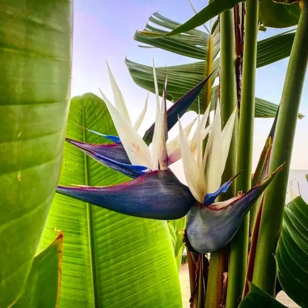 Giant White Bird of Paradise Plant Strelitzia Nicolai Live Plant Rosepot Size