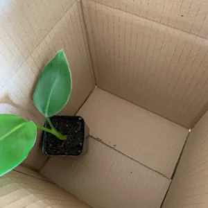 Giant White Bird of Paradise Plant Strelitzia Nicolai Live Plant Rosepot Size