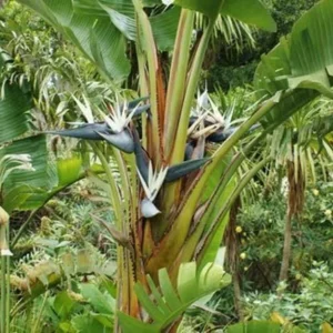 Giant White Bird of Paradise Plant Strelitzia Nicolai Live Plant Rosepot Size