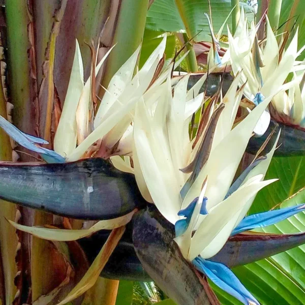 Giant White Bird of Paradise Plants - 3 Inch - Strelitzia Nicolai - Tropical Flower