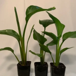 Giant White Bird of Paradise Plants - 3 Inch - Strelitzia Nicolai - Tropical Flower