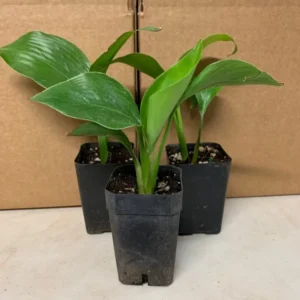 Giant White Bird of Paradise Plants - 3 Inch - Strelitzia Nicolai - Tropical Flower