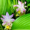Ginger Curcuma Petiolata Hidden Pink Flowering Rhizomes - 2 Rhizomes - Easy Grow