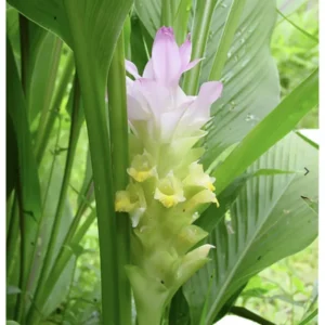 Ginger Curcuma Petiolata Hidden Pink Flowering Rhizomes - 2 Rhizomes - Easy Grow