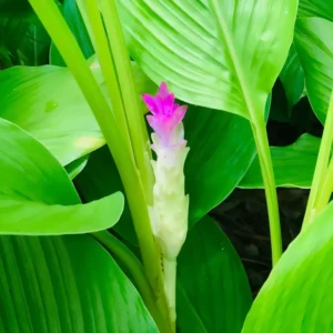 Ginger Curcuma Petiolata Hidden Pink Flowering Rhizomes - 2 Rhizomes - Easy Grow