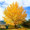 Ginkgo Tree - Live Fossil Tree - Bare Root Ancient Tree of Life - Disease Resistant - Landscaping Plant - NOT SHIP AK, HI