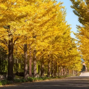 Ginkgo Tree - Live Fossil Tree - Bare Root Ancient Tree of Life - Disease Resistant - Landscaping Plant - NOT SHIP AK, HI