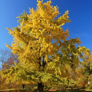 Ginkgo Tree - Live Fossil Tree - Bare Root Ancient Tree of Life - Disease Resistant - Landscaping Plant - NOT SHIP AK, HI