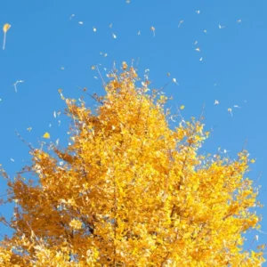 Ginkgo Tree - Live Fossil Tree - Bare Root Ancient Tree of Life - Disease Resistant - Landscaping Plant - NOT SHIP AK, HI