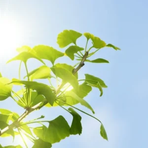 Ginkgo Tree - Live Fossil Tree - Bare Root Ancient Tree of Life - Disease Resistant - Landscaping Plant - NOT SHIP AK, HI