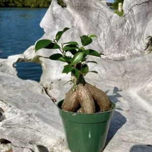 Ginseng Ficus Bonsai Tree - Indoor Plant - Unique Shape