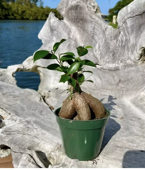 Ginseng Ficus Bonsai Tree - Indoor Plant - Unique Shape