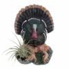 Gobbler Thanksgiving Tom Turkey Planter with Live Air Plant - Tillandsia