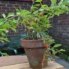 Goji Berries Plant Lycium Barbarum Tree 1 Feet Tall in 6" Pot