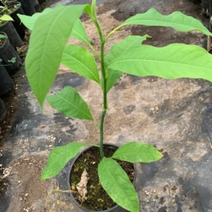Gold Champaca Plant - Fragrant Yellow Joy Perfume Tree - 1 Feet Tall
