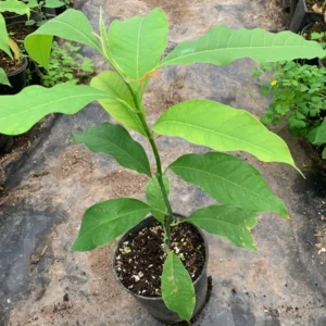 Gold Champaca Plant - Fragrant Yellow Joy Perfume Tree - 1 Feet Tall